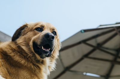 Close-up of dog looking away against clear sky