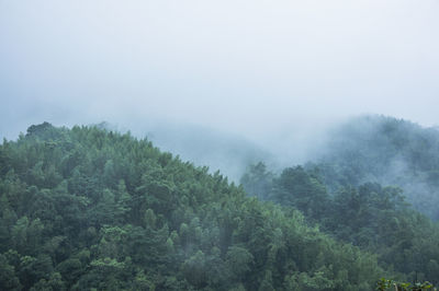 Trees in forest against sky