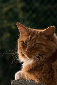 Close-up portrait of a cat