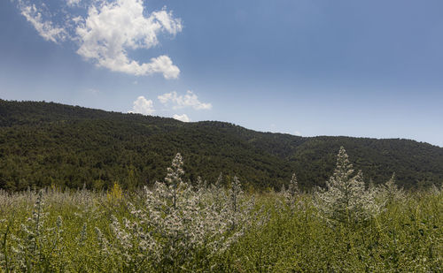 Scenic view of grassy field against sky