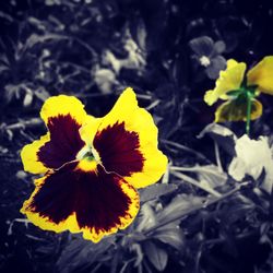 Close-up of yellow flower