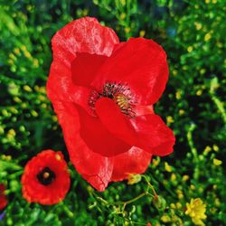 Close-up of red poppy flower