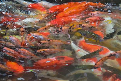 View of koi fish in water