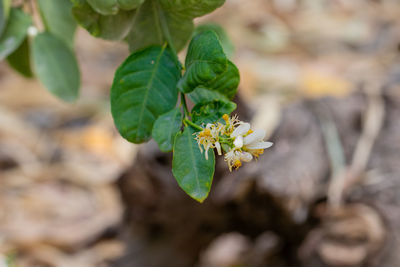 plant