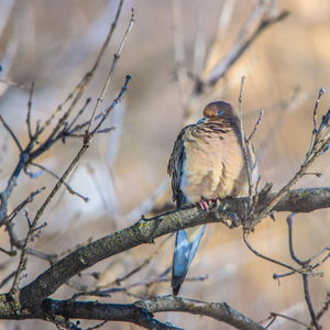 Low angle view of a morning dove perching on branch