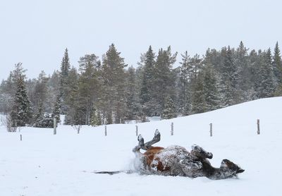 Trees on snow field against sky