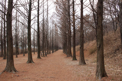 Bare trees in forest during autumn