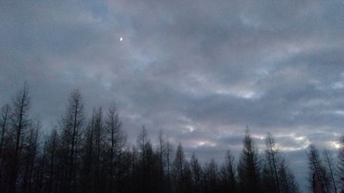 Low angle view of silhouette trees against sky at night