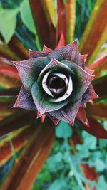 Close-up of succulent plant