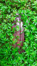 Ivy growing on tree in forest