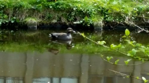 Birds in the lake