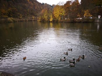 Ducks swimming in lake