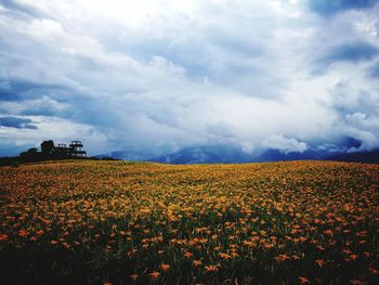 Scenic view of flowering field against sky