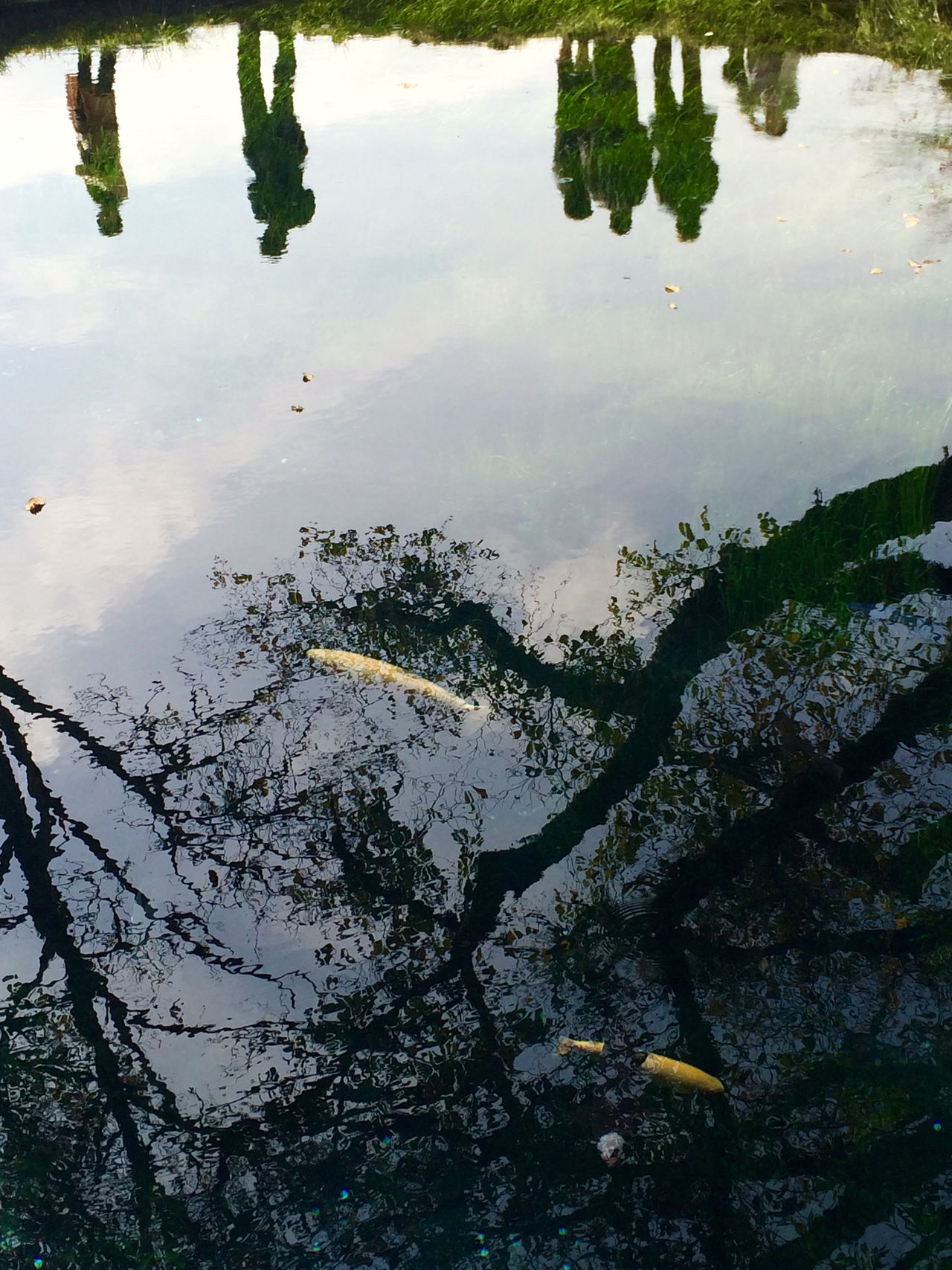 Water from a spring