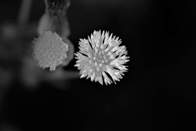 Close-up of white flower against black background