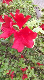 Close-up of red flowering plant