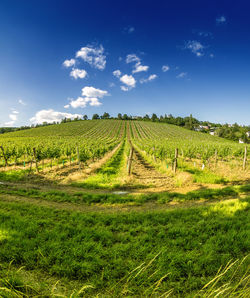 Scenic view of agricultural field against sky