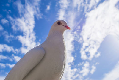 Low angle view of seagull against sky