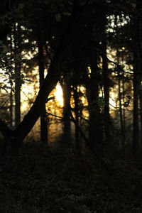 Silhouette of trees at night