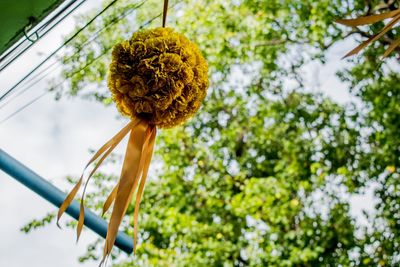 Low angle view of flowering plant against trees