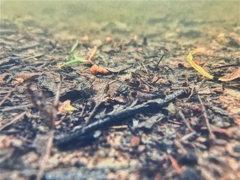 Close-up of lizard