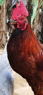 Close-up of rooster