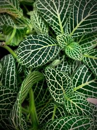 Full frame shot of succulent plant leaves on field