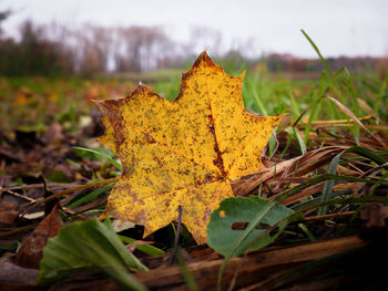 Close-up of yellow maple leaf on field