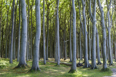 View of trees in forest