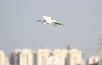 Low angle view of seagull flying in sky