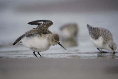 Close-up of seagulls flying over sea