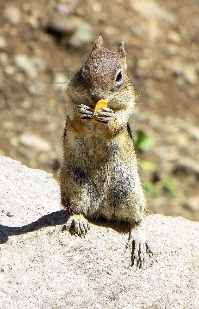 animal, animal themes, animal wildlife, one animal, squirrel, wildlife, chipmunk, mammal, rodent, no people, nature, whiskers, eating, outdoors, day, sunlight, food, rock, close-up, focus on foreground, land, full length