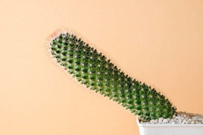 Close-up of cactus plant