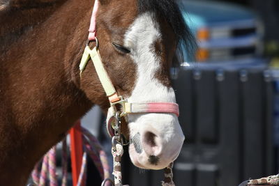 Close-up of pony