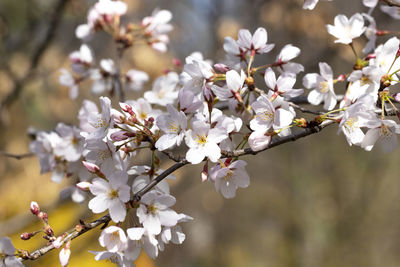 Close-up of white cherry blossom tree