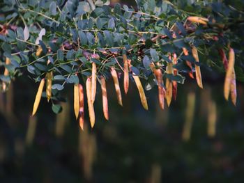 Close-up of berries growing on tree