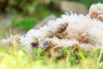 Portrait of puppy playing on grassy field