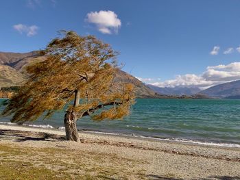 Landscape photo of the sea and pine tree at wanaka beach of new zealand at noon