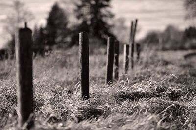 Wooden post on grassy field