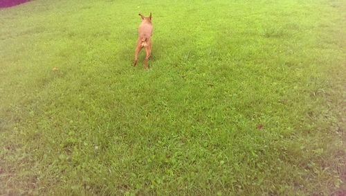 Grass grazing on grassy field