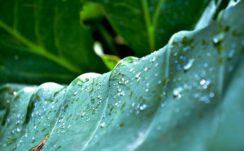 Close-up of water drops on plant