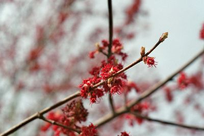 Close-up of red flowers