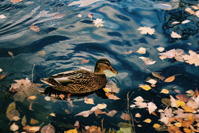 High angle view of mallard duck swimming in lake