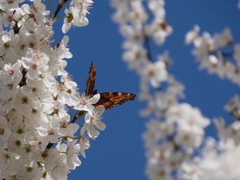 Close-up of insect on white flower