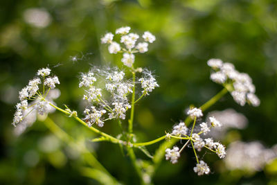 Close-up of white flowering plant