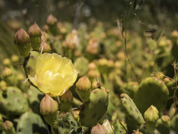 Close-up of yellow flowering plant