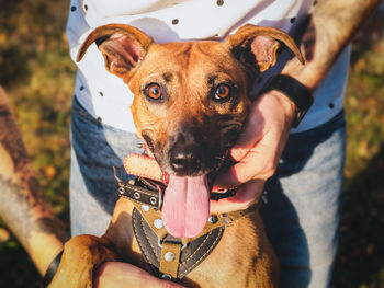 Portrait of dog sticking out tongue