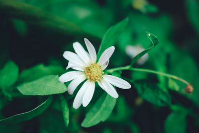 Close-up of white flowering plant