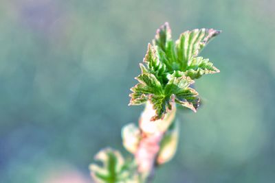 Close-up of plant growing outdoors