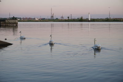 Ducks swimming in lake